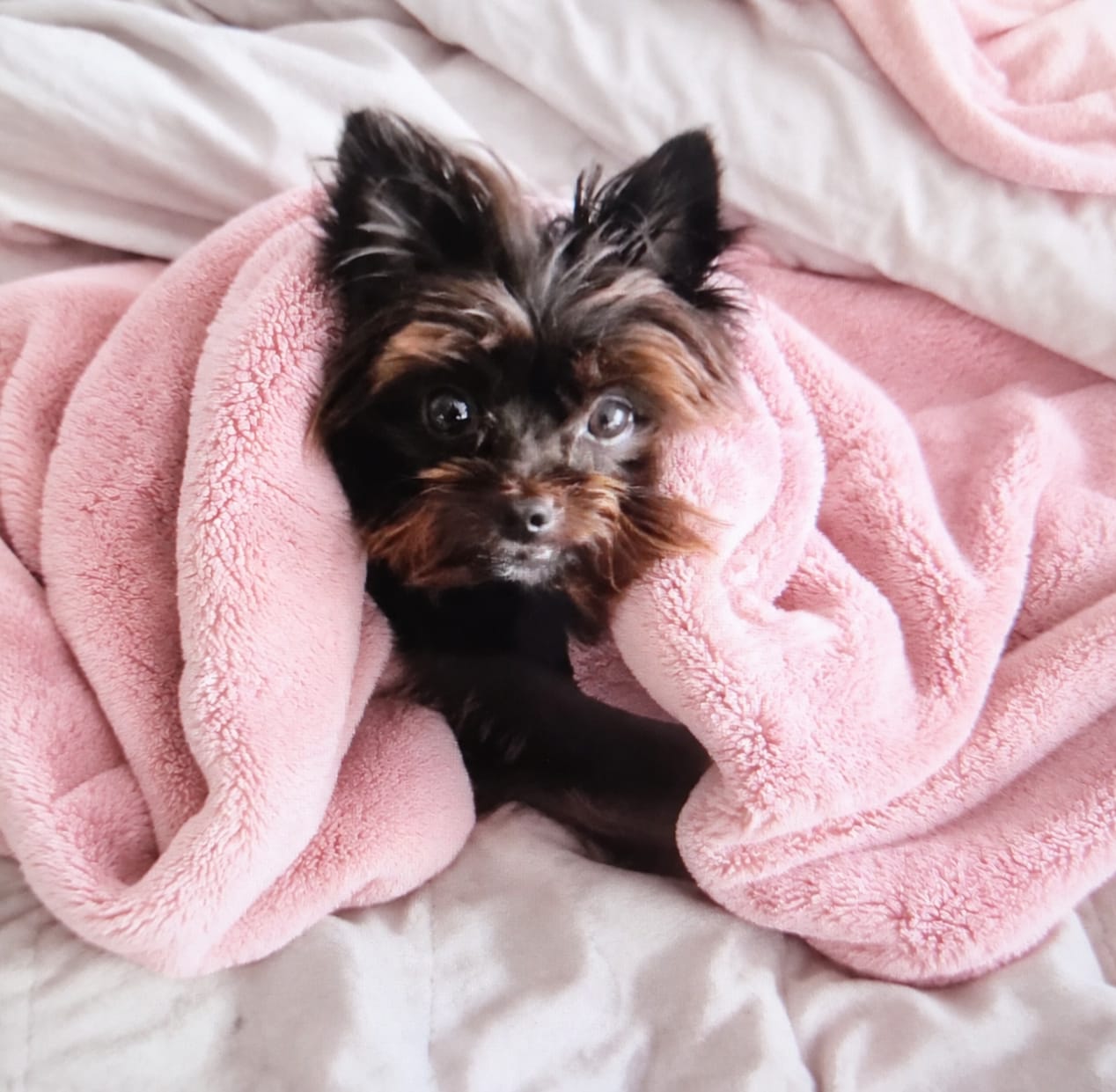 Love, the dog who inspired Matcha My Love, wrapped in a pink blanket